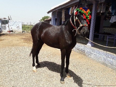 ઘોડી વેચવાની છે