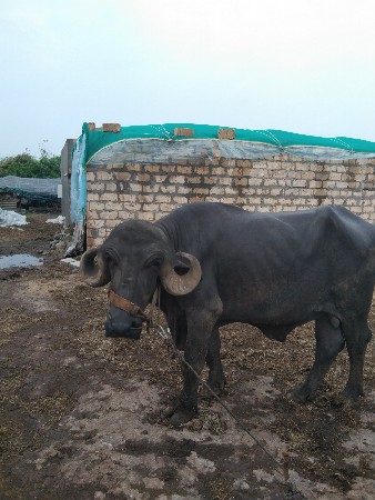 પાડો વેચવાનો