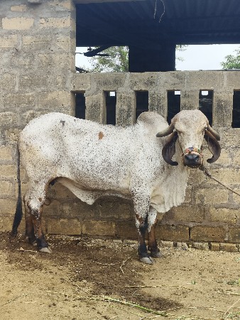 વાછડિ દેવાની છે