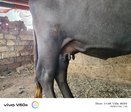 ભેંશ વેચવાની છે