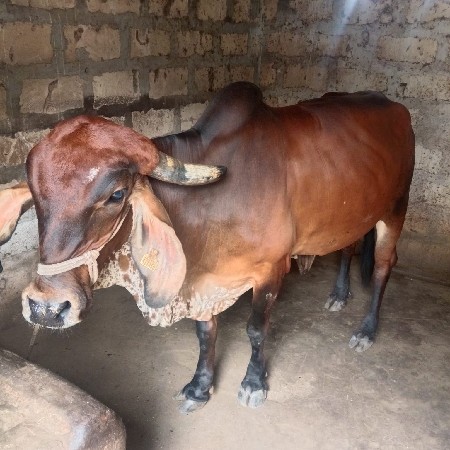 ગાય વેચવાની છે