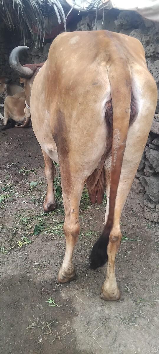 ગાય વેચવાનિ છેં