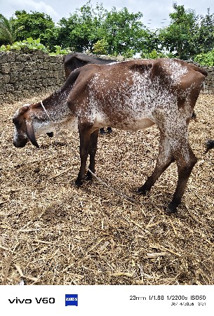 2 hf હોડકી