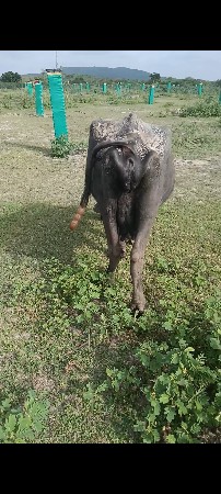 આ ભેંશ વેચવાની છે