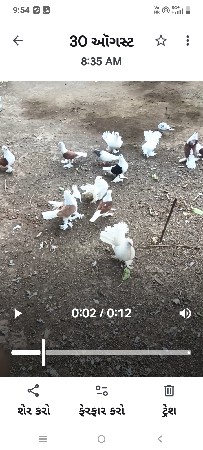 કબુતર મોરપીંછ લાલ એકા