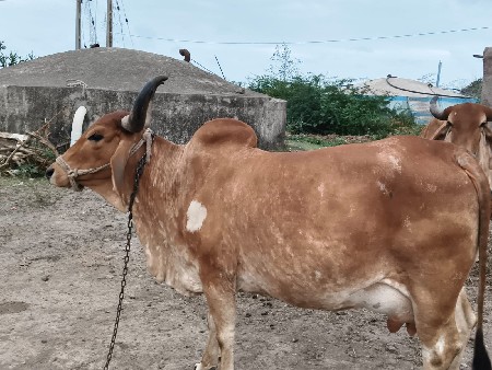આ ગાય વેચવાની છે