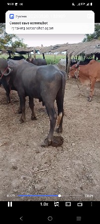પાડો વેચવાનો છે