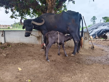 ભેંસ વેચવાની છે