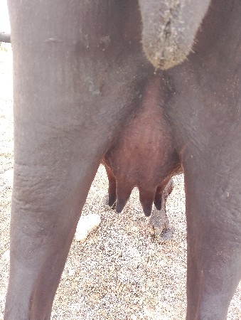 ખડેલી વેચવાની છે