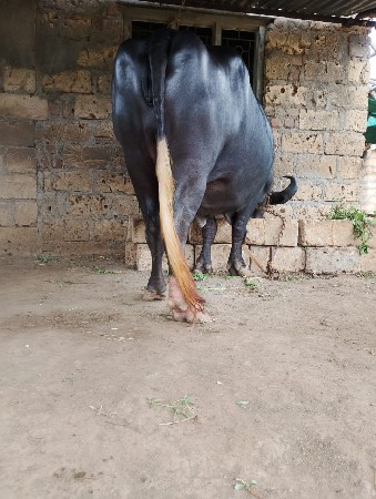 ભેંસ વેચવાની છે નંબર 6355675032