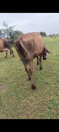 વેસવાની સે