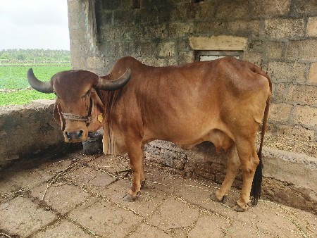 ગાય વેચવાની છે