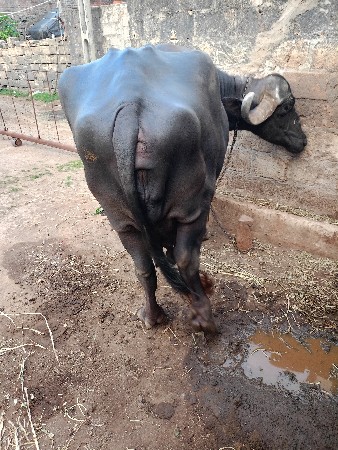 ભેંસ