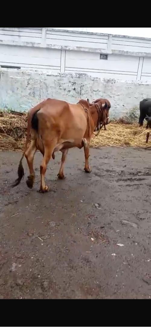 ગાય વેચાવવા ની સે