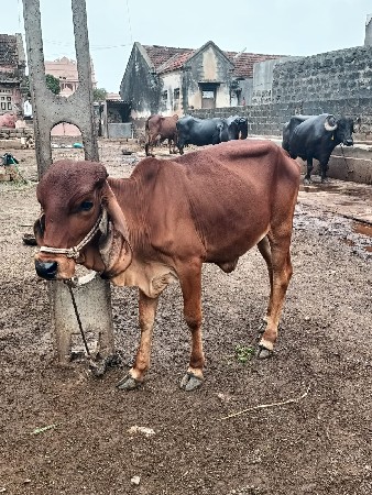 વાછરડી દેવાની છે .