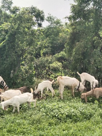 guldi bakri