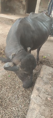 ભેંસ વેચવાની છે બીજું વેતર વિયાસે