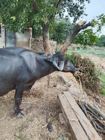 બહાદુર ભાઇ