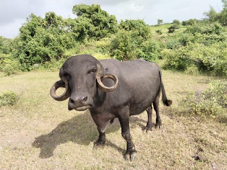 ભેંસ વેચવાની છે