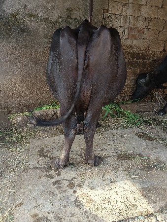 ભેંસ વેચવાની છે વેતર 3