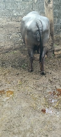 ભેંશ વેચવાની છે