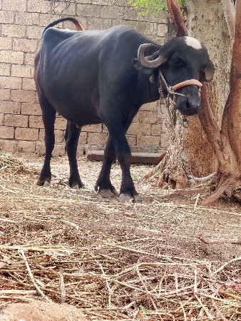 ખડેલી વેચવાની છે