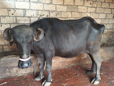 પેલું વેતર છે