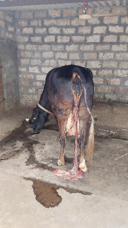 ગીર ક્રોસ
