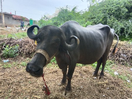 ભેંસ વેચવાની છે, બીજું વેતછે