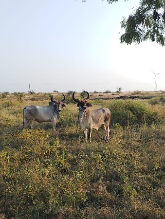 ગોઢલા વેચવાના છે