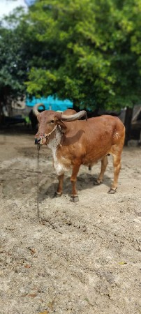 5ધરનો