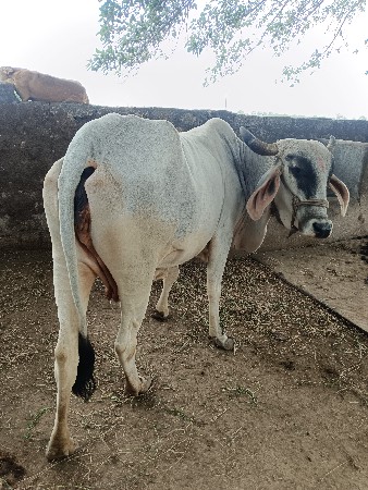 ગાય આપવાની છે મફત