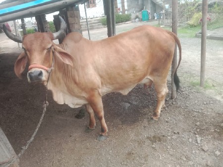 ગાય દોવામા સાવ સોજિ 4વેતર