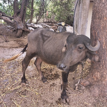 ભેસ વેચવાની છે
