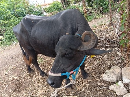 ભેશ વેચવાની છે.