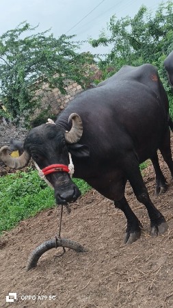 4 ભેશો વેચવાની