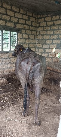 ભેસ વેચવાની છે