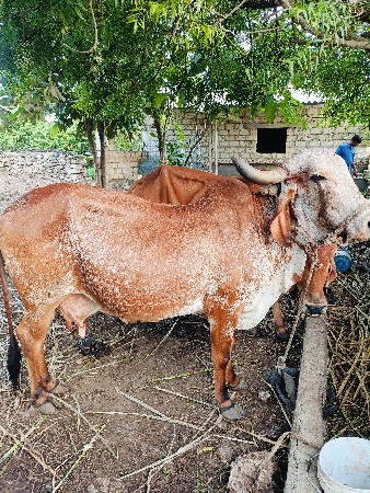 ગાય