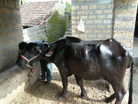 પેલુ વેતર ૨૦ દિવસ ની કાશી