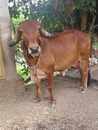 ગીર ગાય વેસવાની સે.