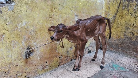 હોડકી વેચવાની છે
