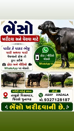 લેવા નીયૂ છે કાચા ગાભની ભેસુ