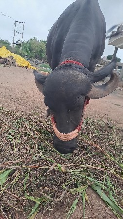 ભેસ વેચવાની છે