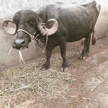 15 દિવસની કાચી