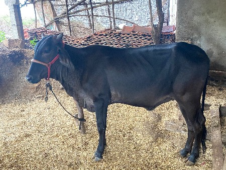 vechvani che