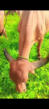 3 જુ વેતર ગાભણી