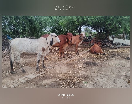 ગીર વાછડીઓ