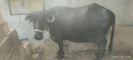 ભેંસ વેશવાની છે