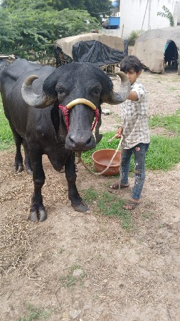 3 વરસ ની છે