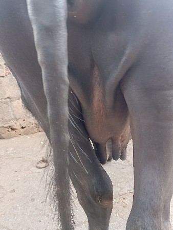 ભેશ વેચવાની છે